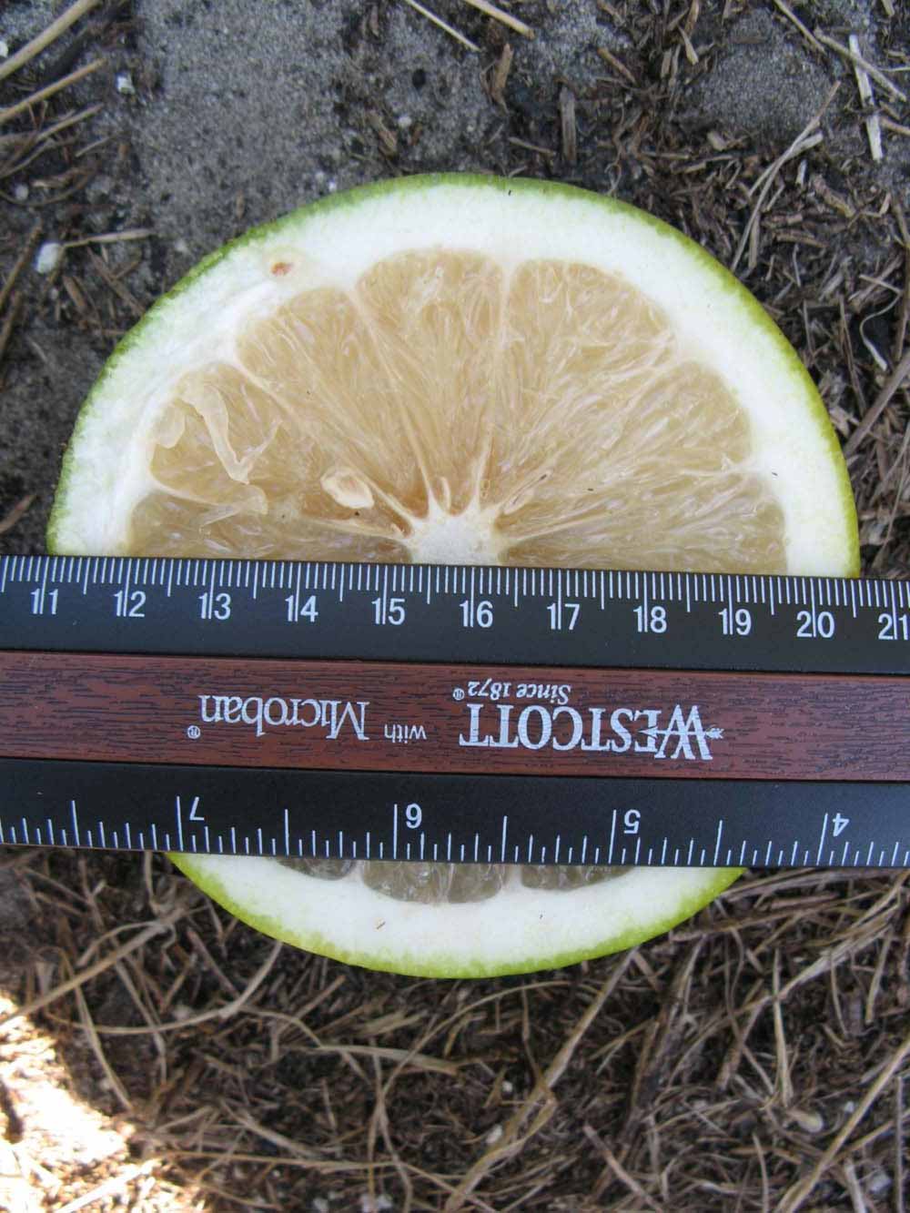              Fruit cross-section (Winter Haven, FL)       